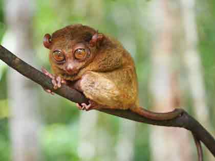 Wildlife Travel Excursions in the Philippines